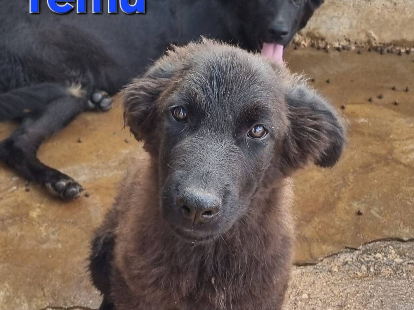 Adotta un cane, taglia grande, maschio, Taranto