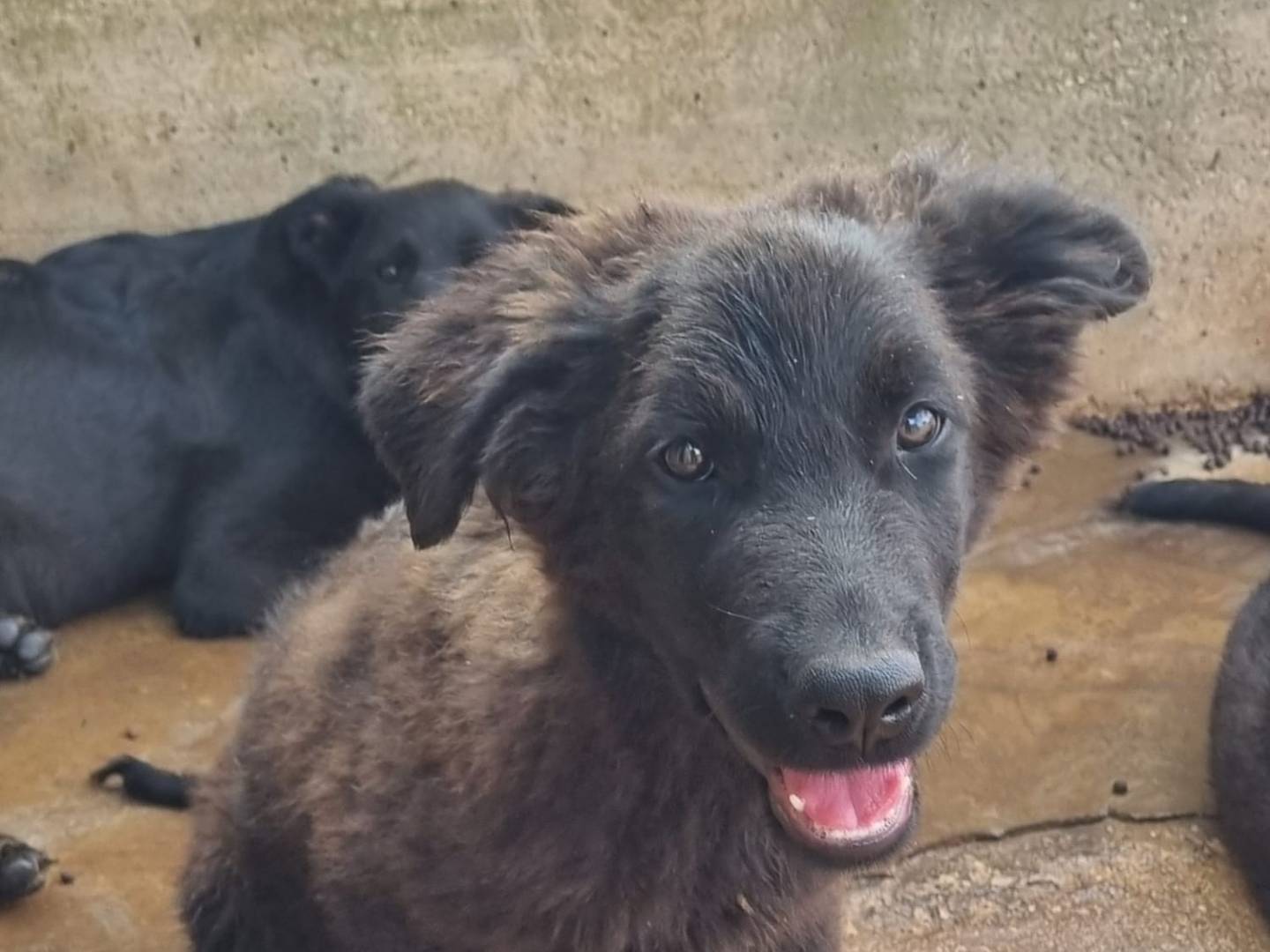 Vuoi adottare un cane a Taranto?
