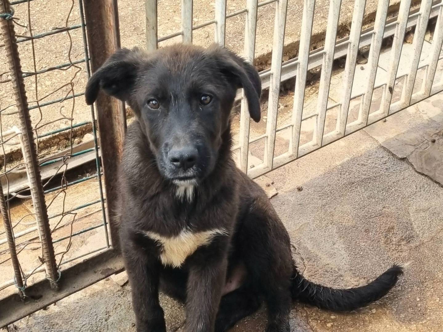 Adozione cane, maschio, Razza sconosciuta Razza sconosciuta, 4 mesi, taglia grande, Taranto