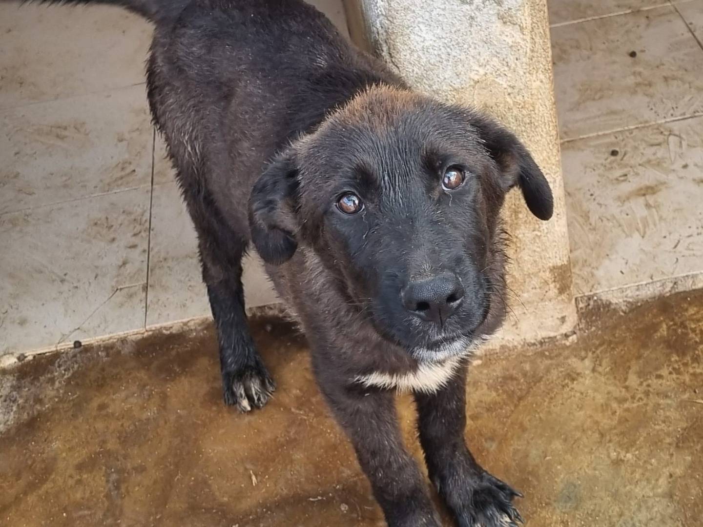 Adotta il cane Kelkoo a Taranto