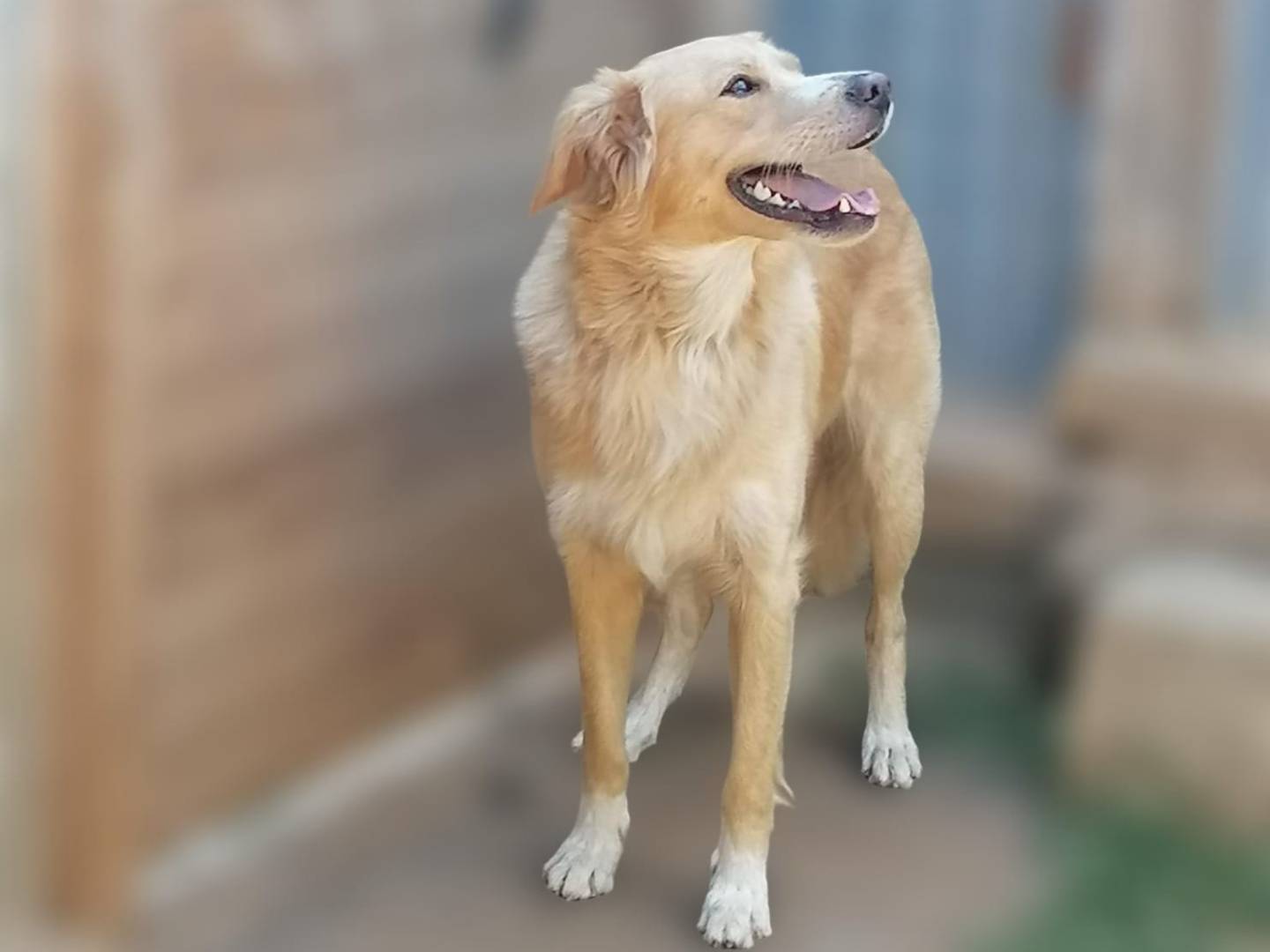 Adotta un cane, maschio, 5 anni e 2 mesi, Brescia