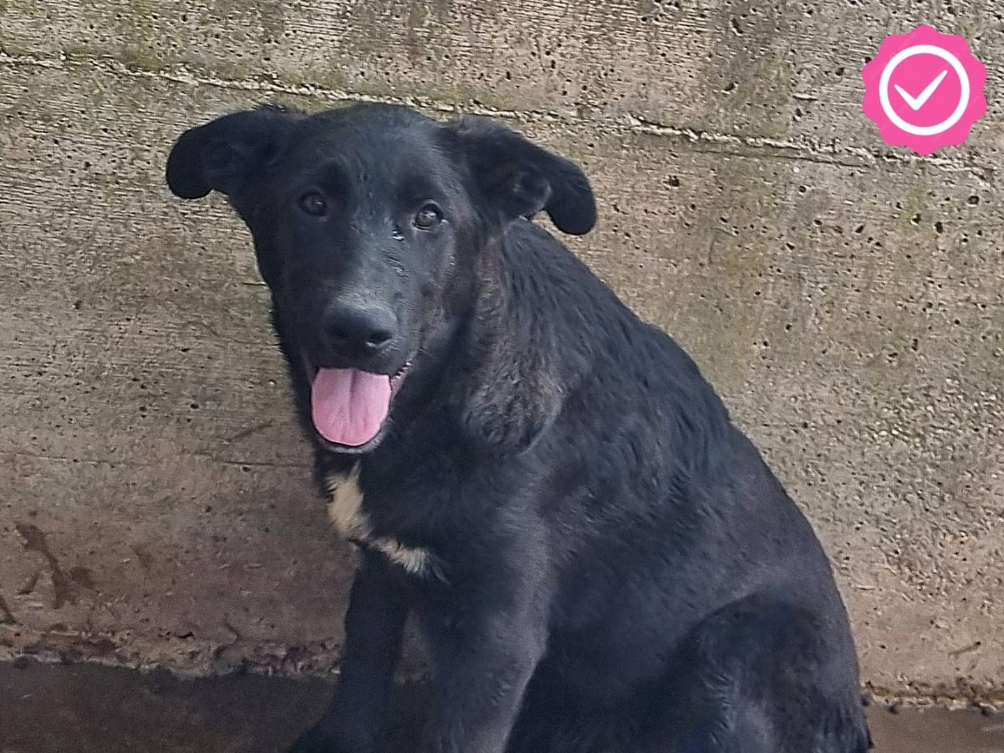 Adozione cane, femmina, Razza sconosciuta Razza sconosciuta, 4 mesi, taglia grande, Taranto