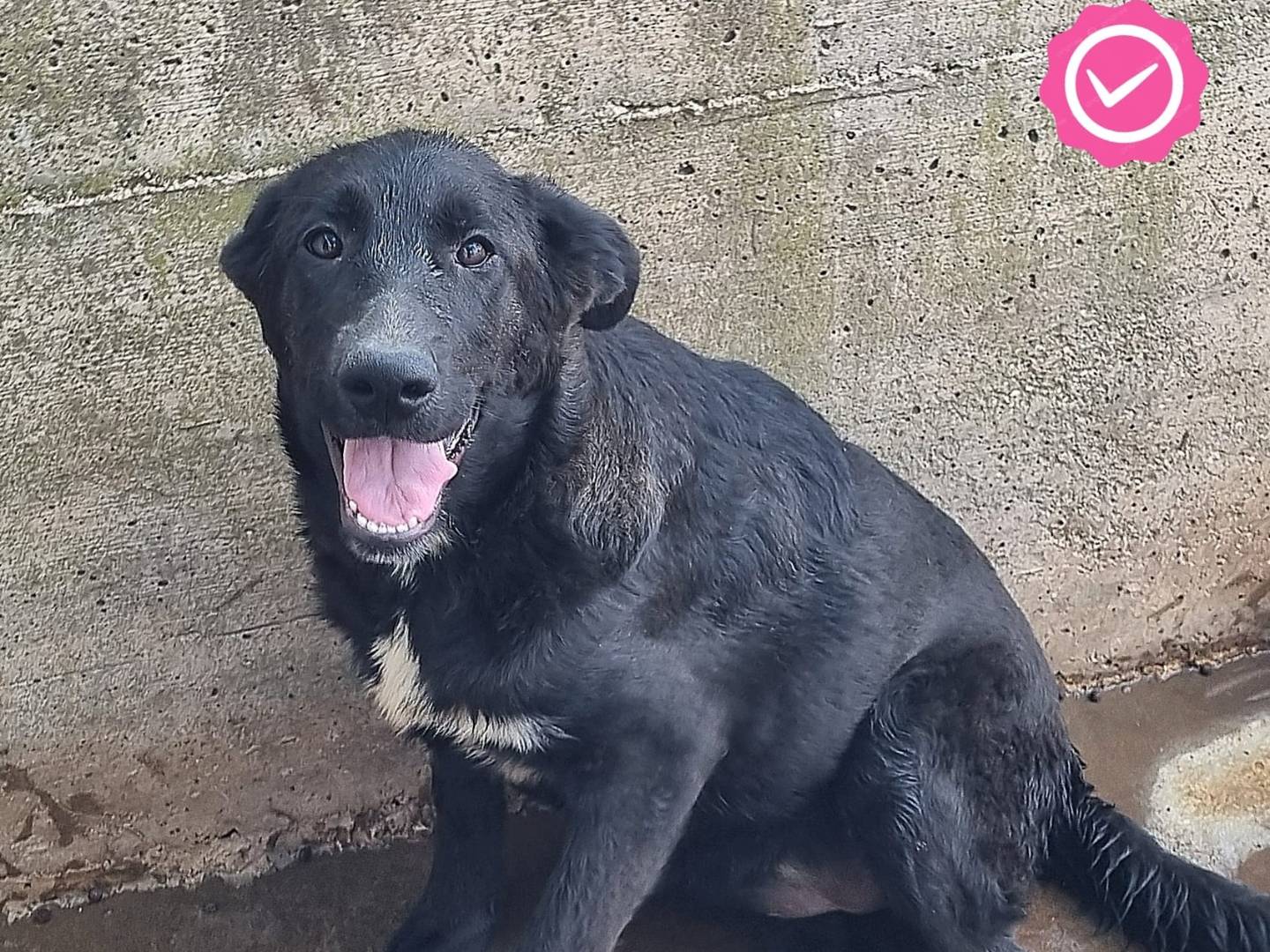 Adotta un cane, femmina, 4 mesi, Taranto
