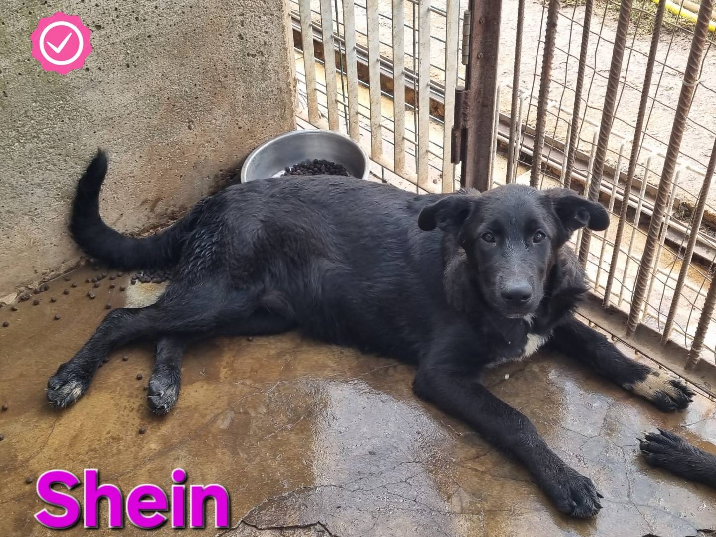 Adotta un cane, taglia grande, femmina, Taranto