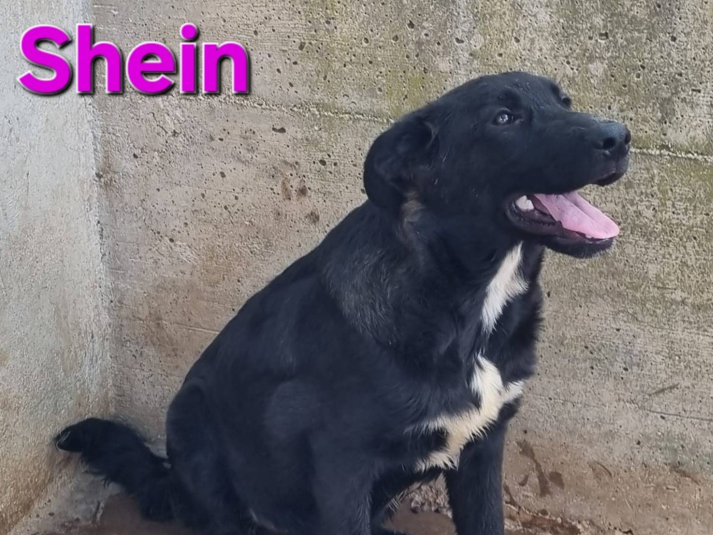 Vuoi adottare un cane a Taranto?
