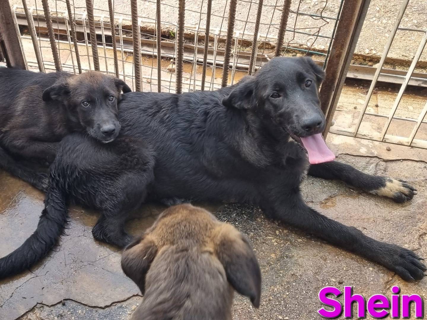 Adotta il cane Shein a Taranto