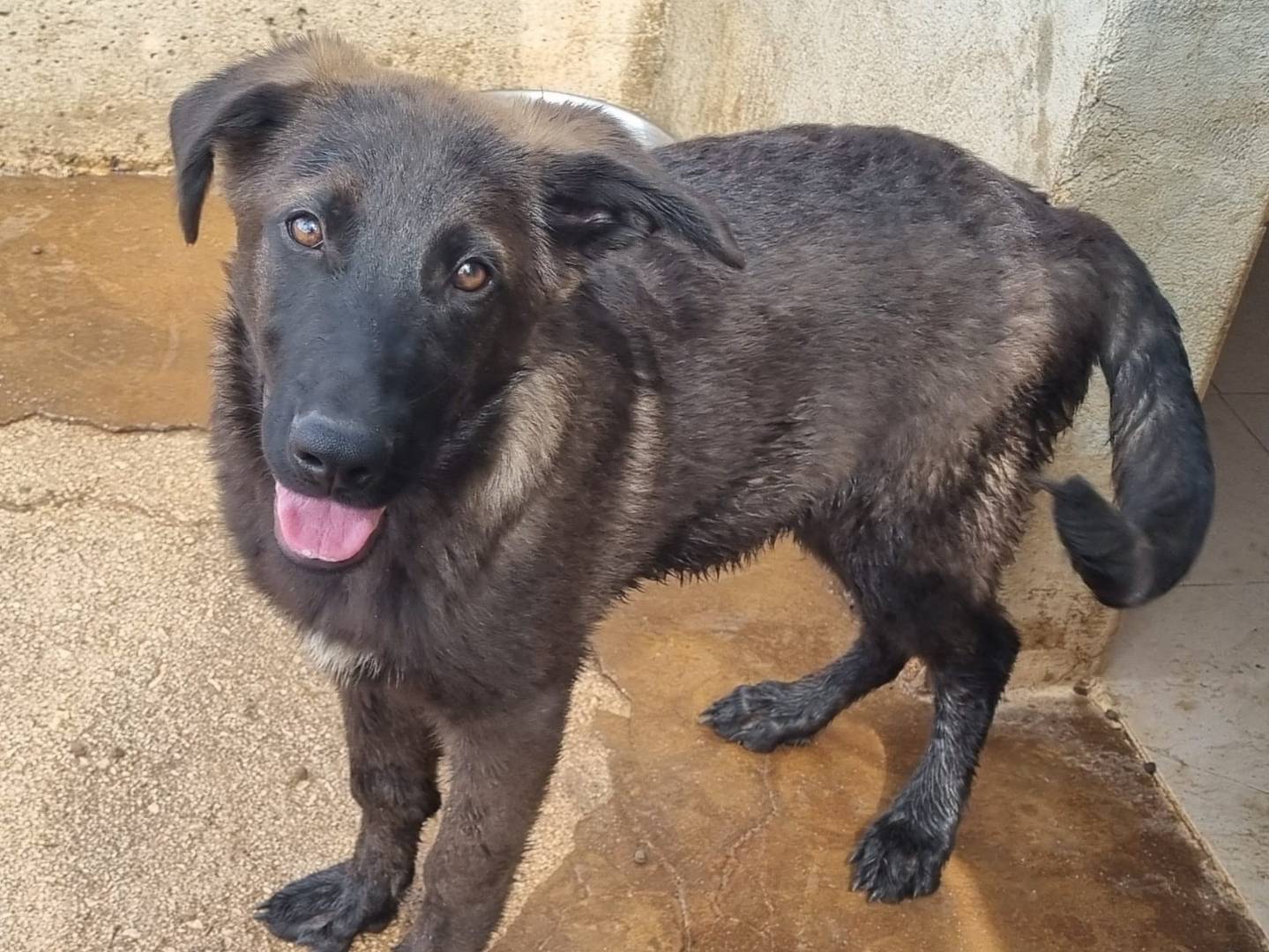 Adozione cane, maschio, Razza sconosciuta Razza sconosciuta, 4 mesi, taglia grande, Taranto