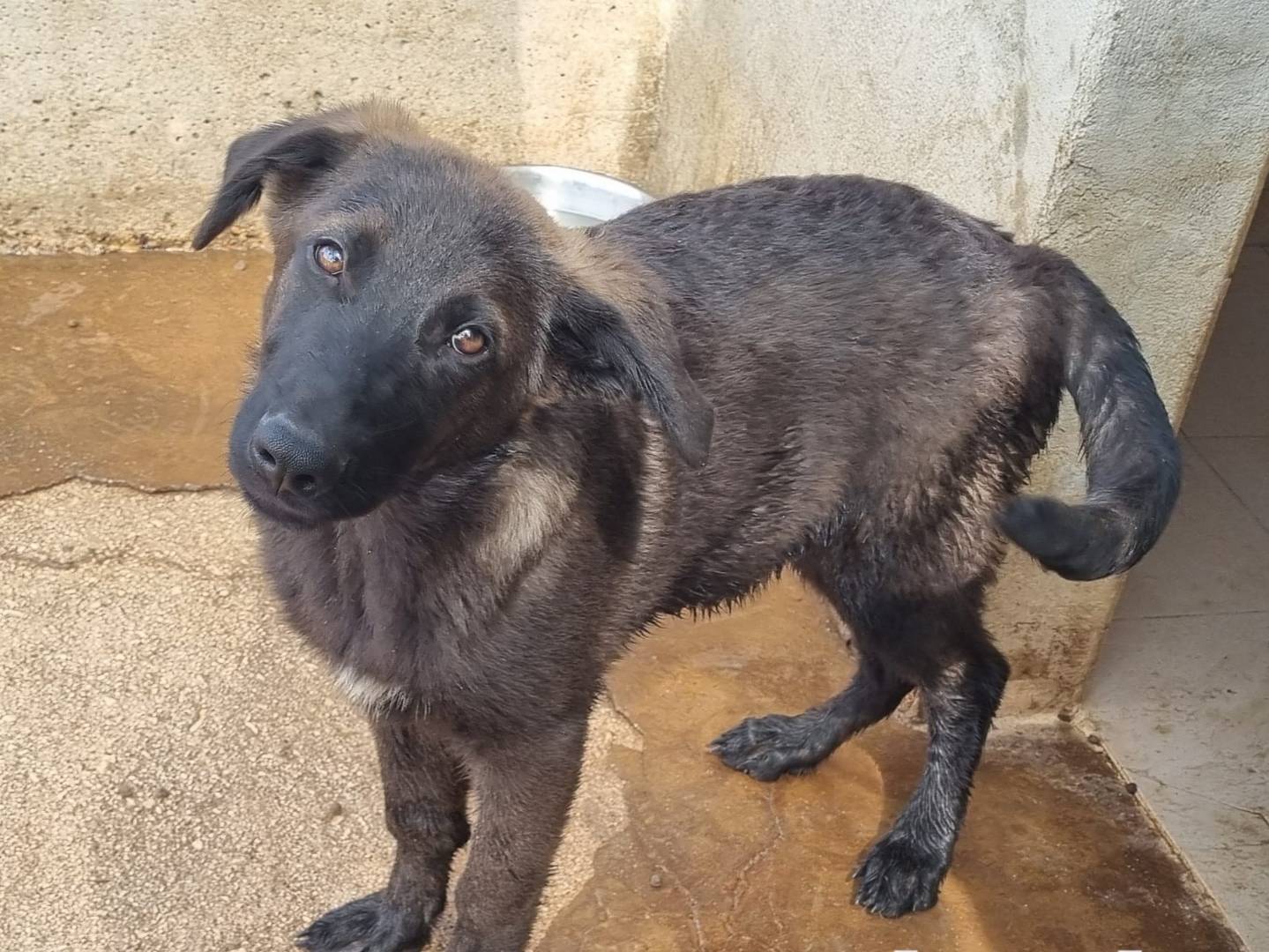 Adotta un cane, maschio, 4 mesi, Taranto