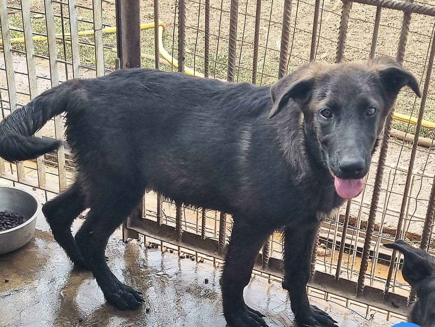 Adotta un cane, taglia grande, maschio, Taranto