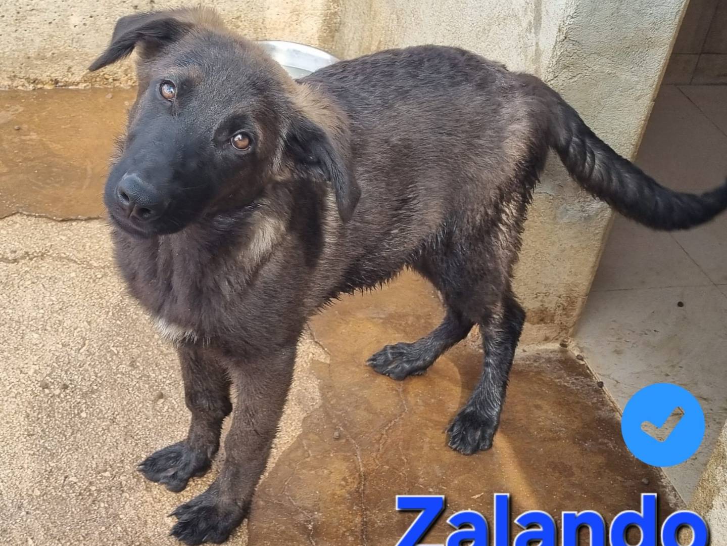 Vuoi adottare un cane a Taranto?