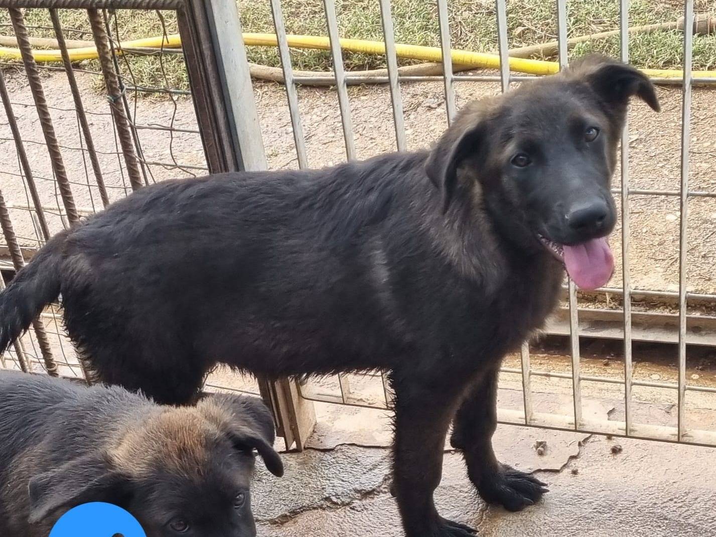 Adotta il cane Zalando a Taranto