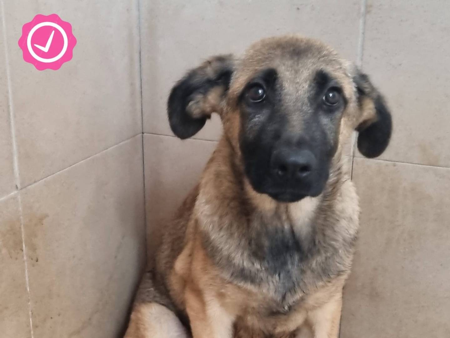 Adotta un cane, femmina, 4 mesi, Taranto