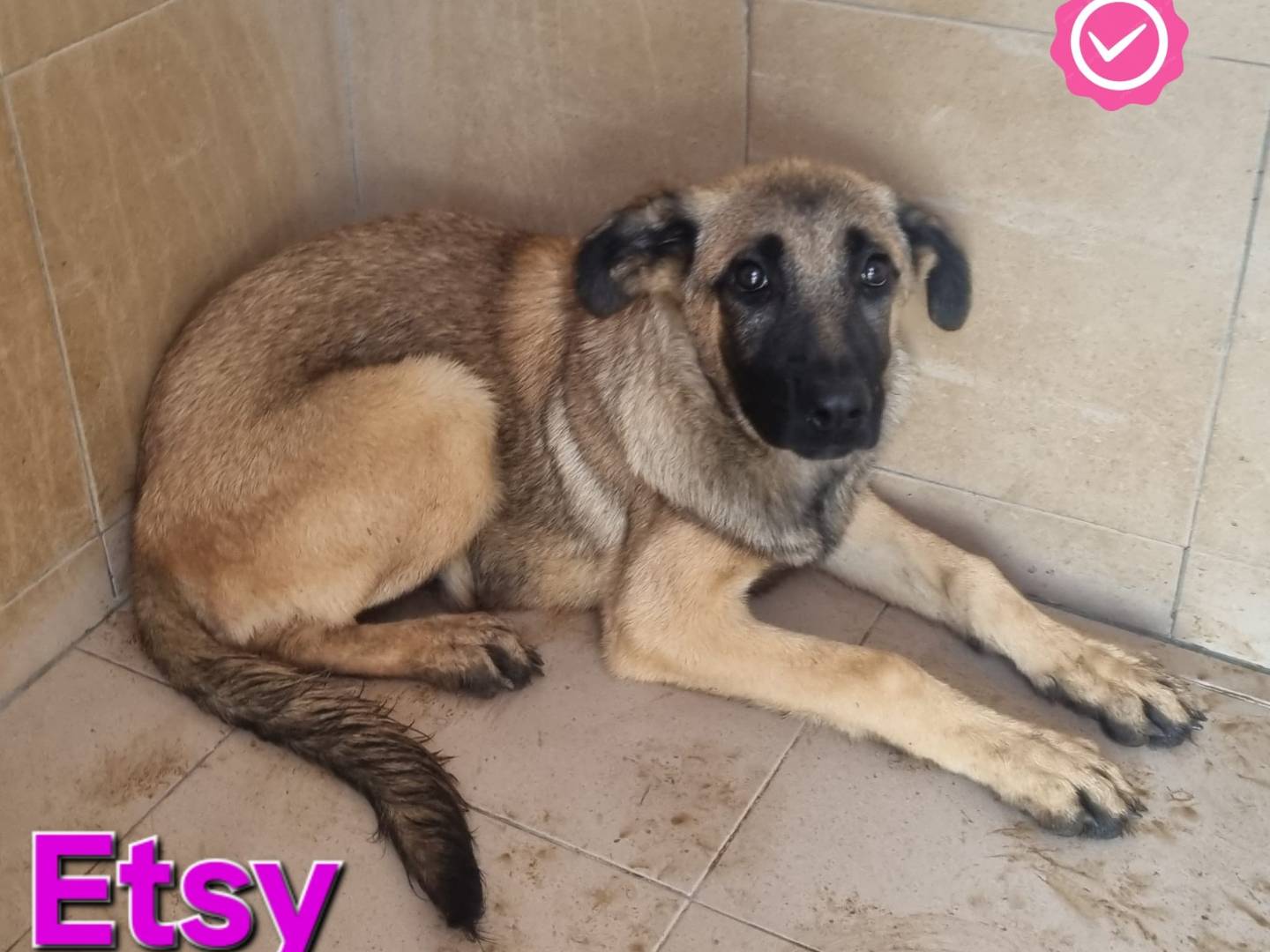 Adotta un cane, taglia grande, femmina, Taranto