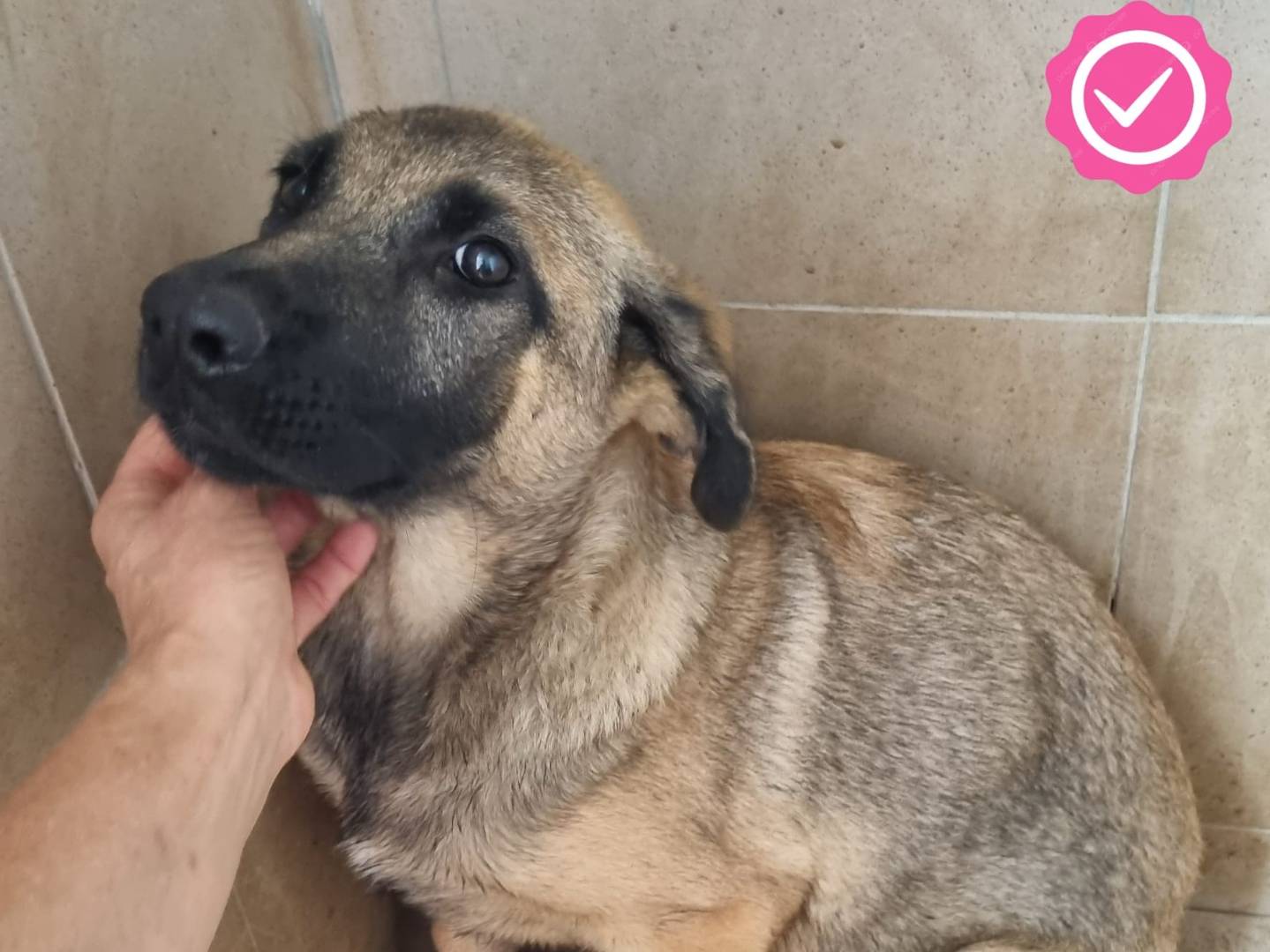 Vuoi adottare un cane a Taranto?