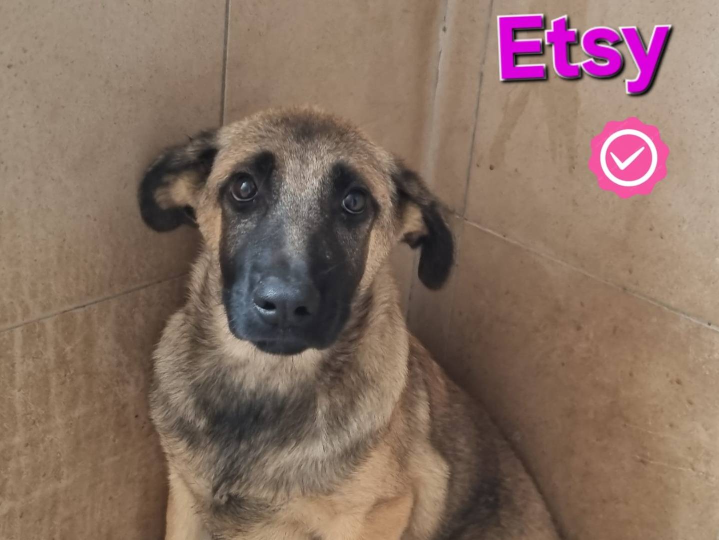 Adotta il cane Etsy a Taranto
