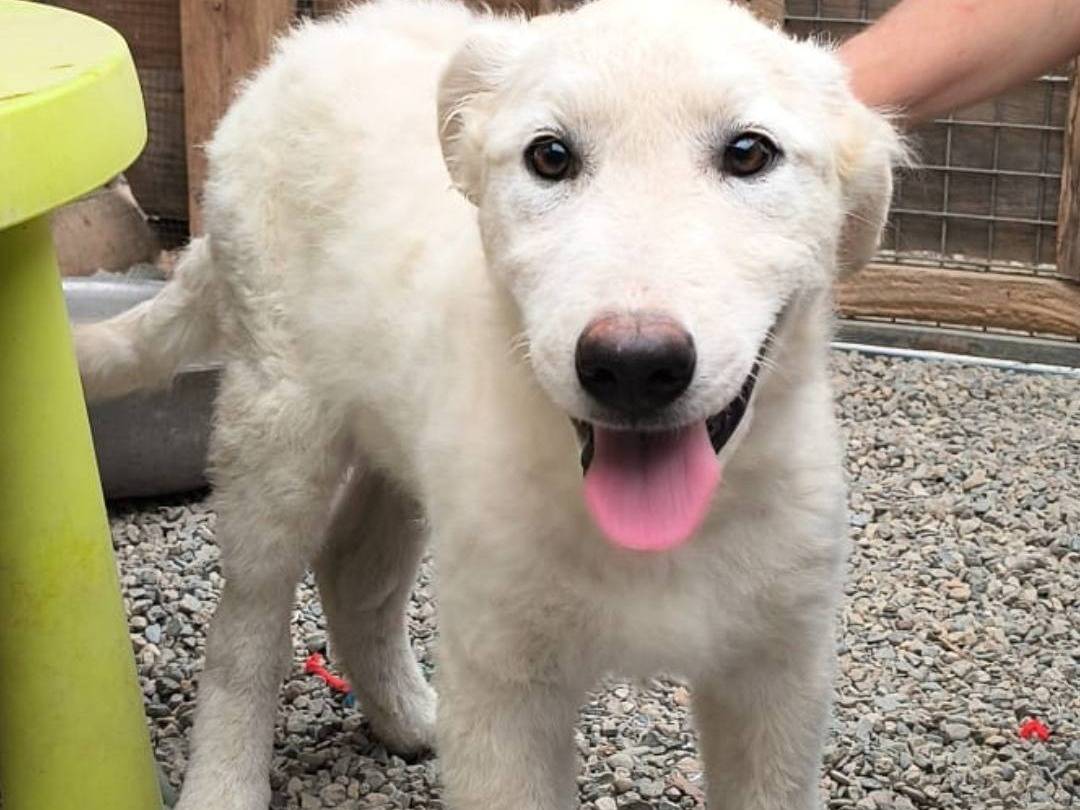 Adozione cane, femmina, Razza sconosciuta Razza sconosciuta, 1 mesi, taglia grande, Crotone