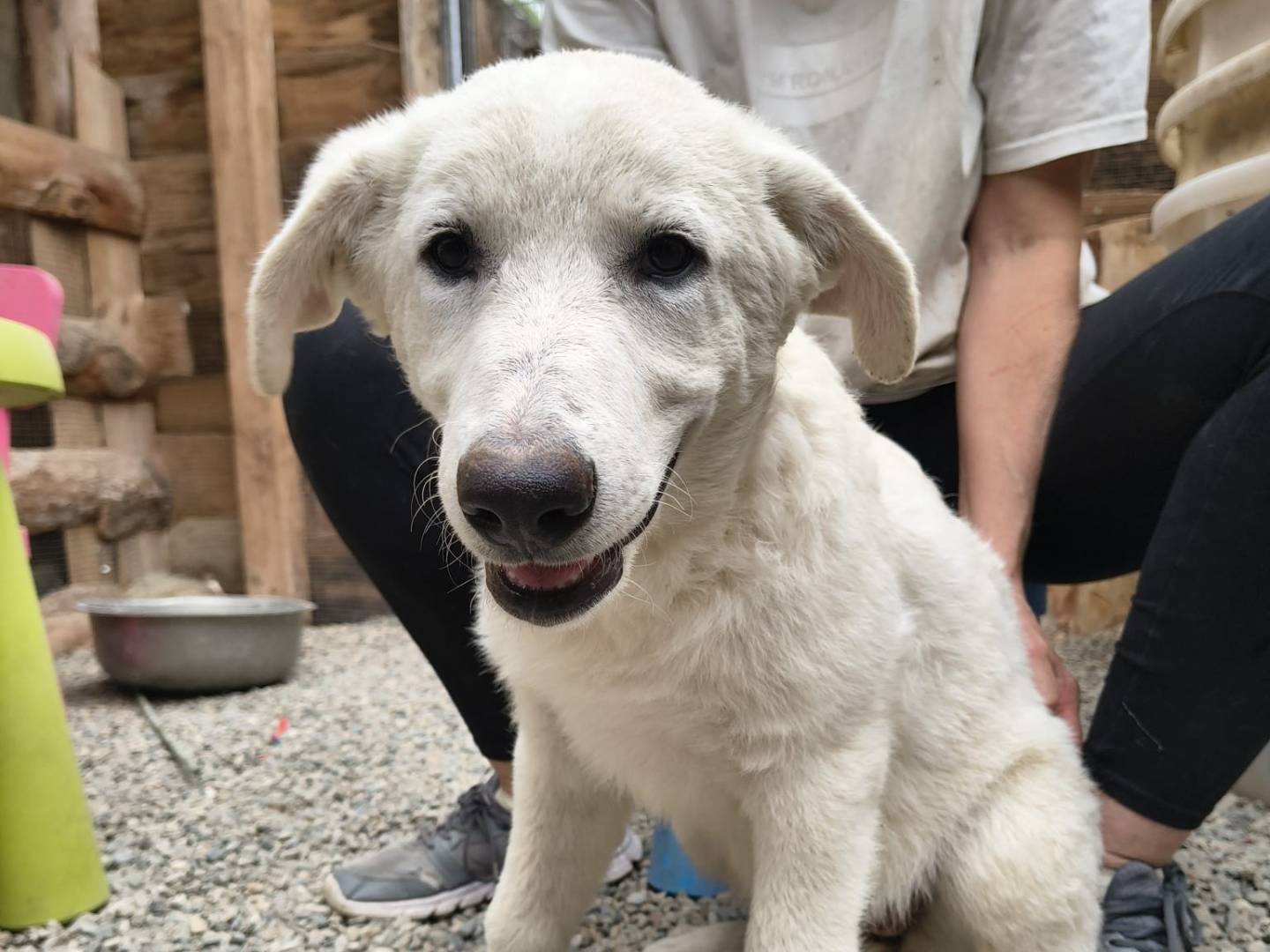 Adozione cane, femmina, Razza sconosciuta Razza sconosciuta, 3 mesi, taglia media, Crotone