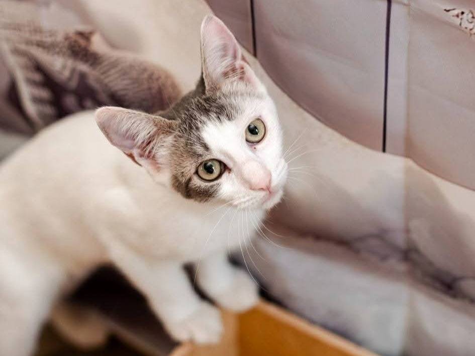 Adozione gatto, femmina, Razza sconosciuta Razza sconosciuta, 5 mesi, taglia non valida, Bari