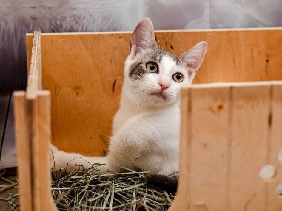 Adotta un gatto, femmina, 5 mesi, Bari