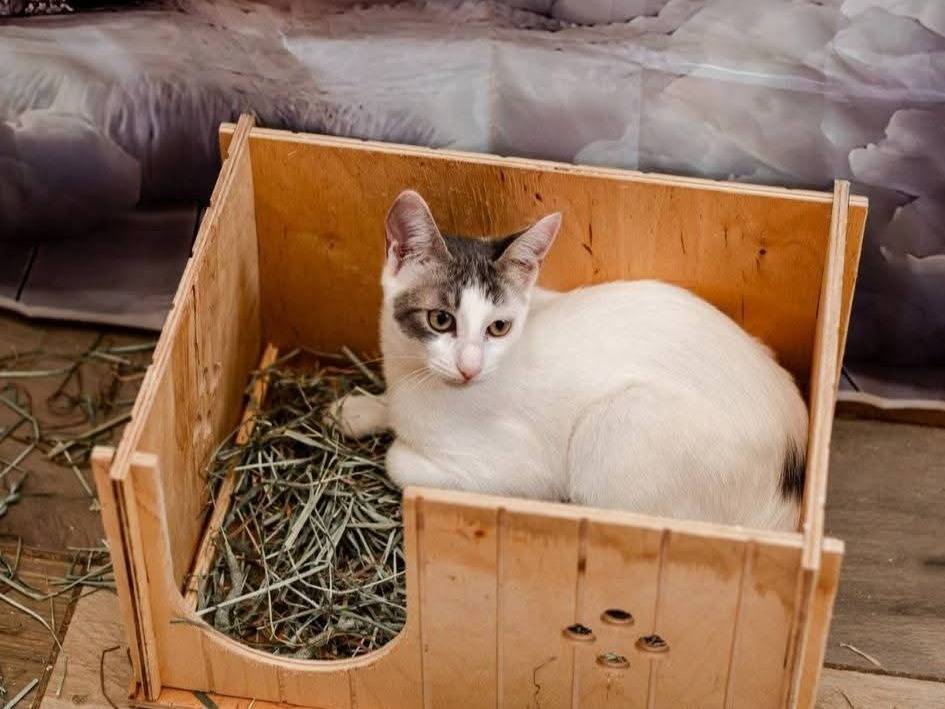 Adotta un gatto, taglia non valida, femmina, Bari