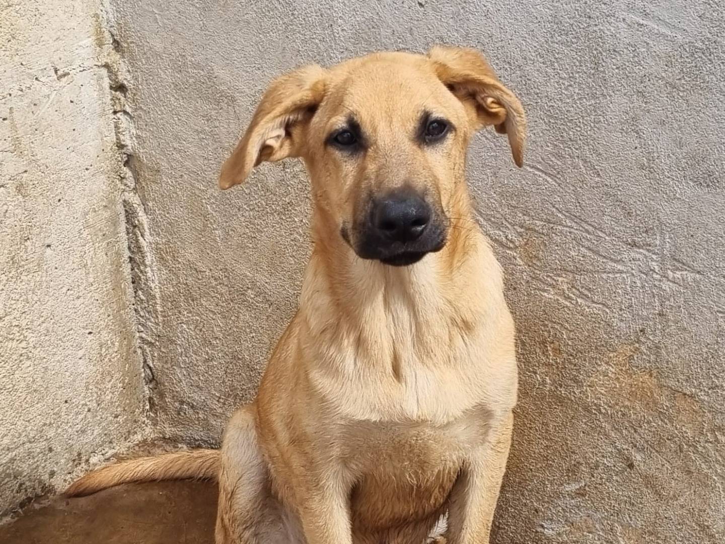 Adozione cane, maschio, Razza sconosciuta Razza sconosciuta, 4 mesi, taglia grande, Taranto