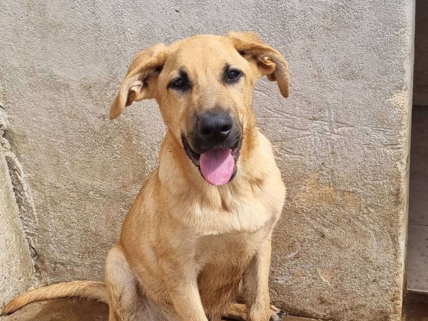 Adotta un cane, maschio, 4 mesi, Taranto