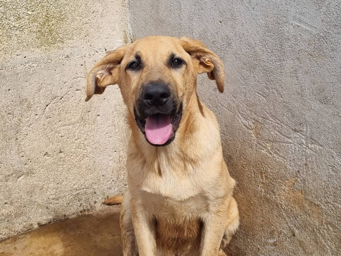 Vuoi adottare un cane a Taranto?