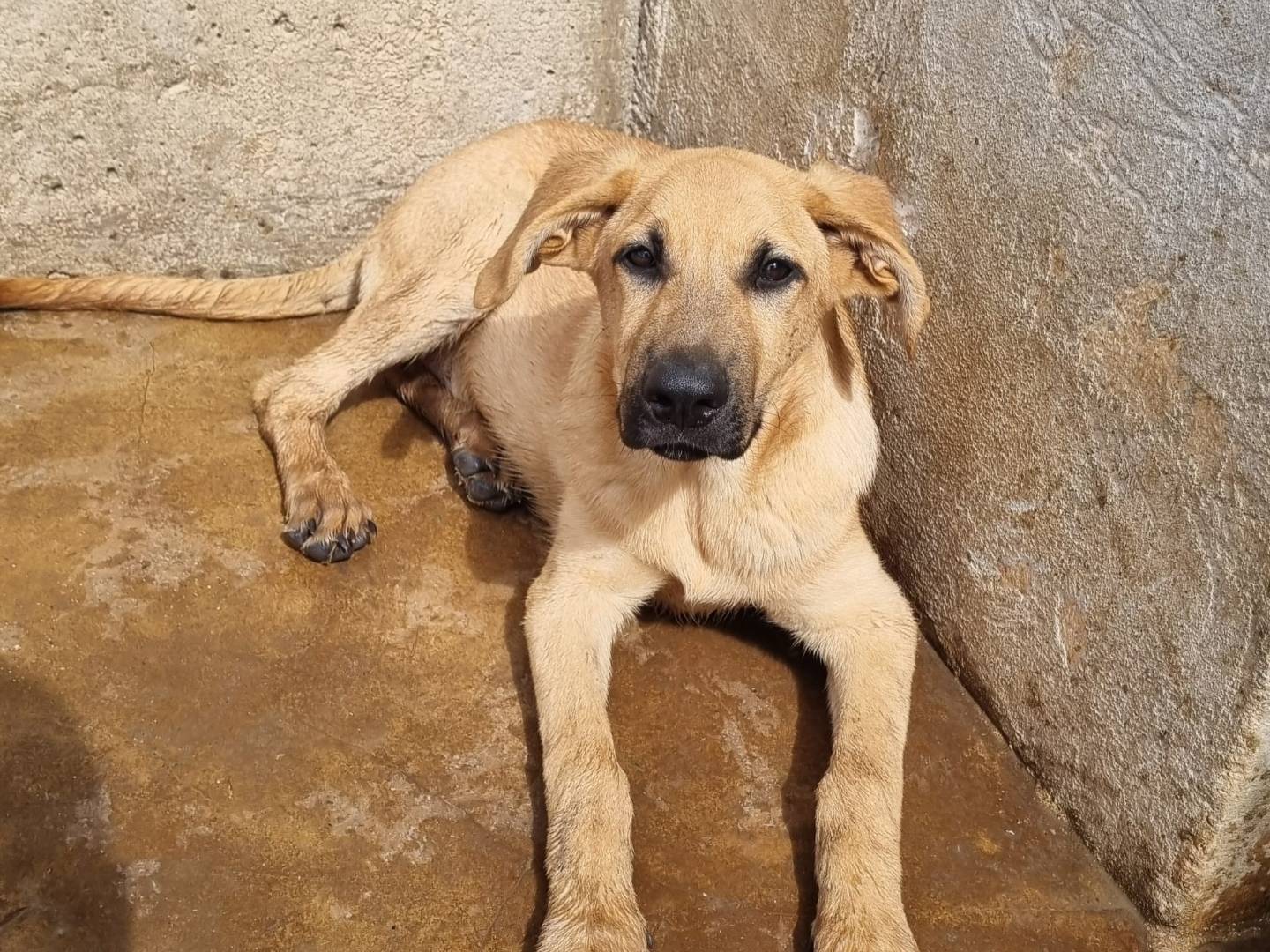 Adotta il cane Ebay a Taranto