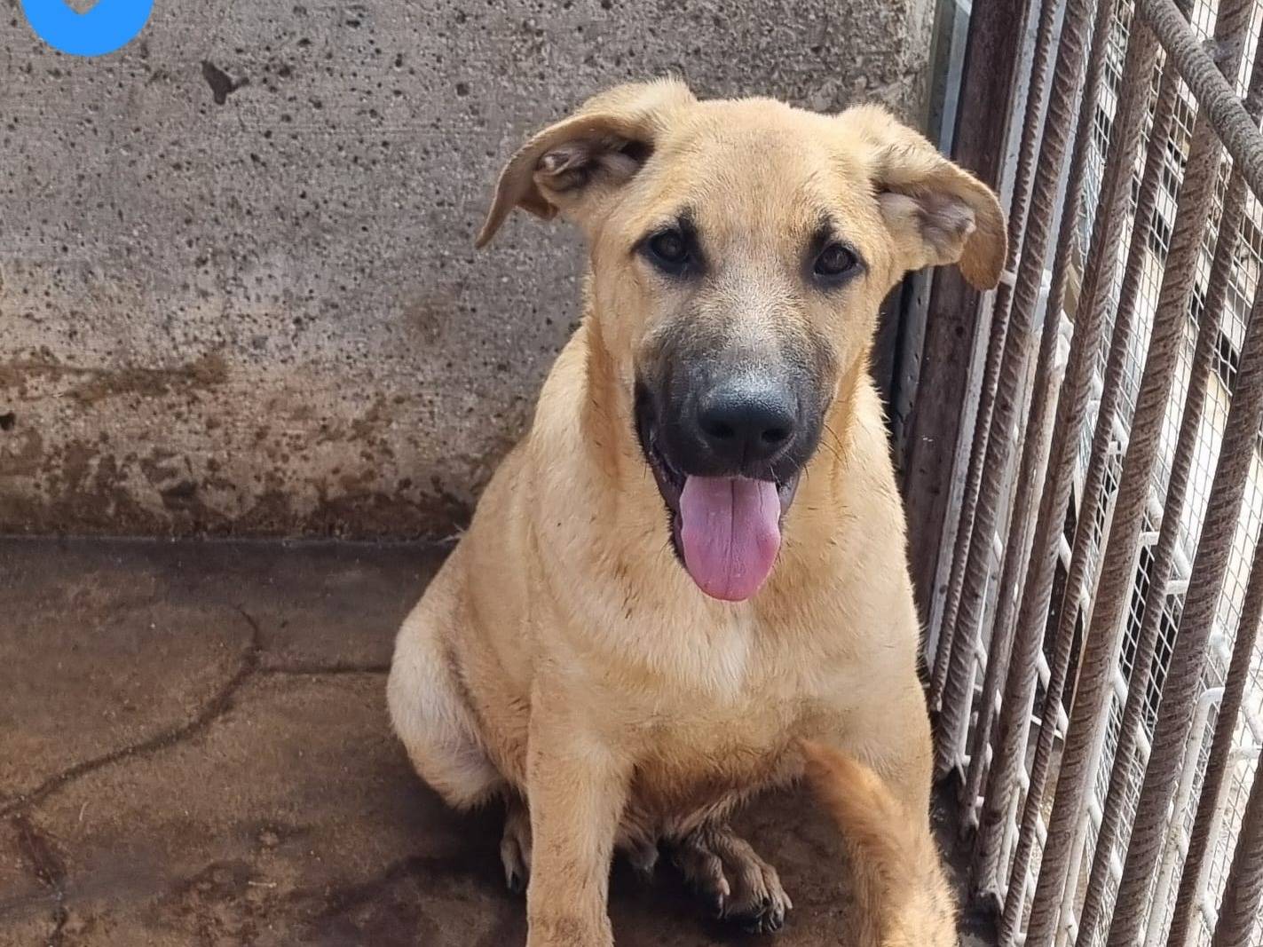 Adozione cane, maschio, Razza sconosciuta Razza sconosciuta, 4 mesi, taglia grande, Taranto