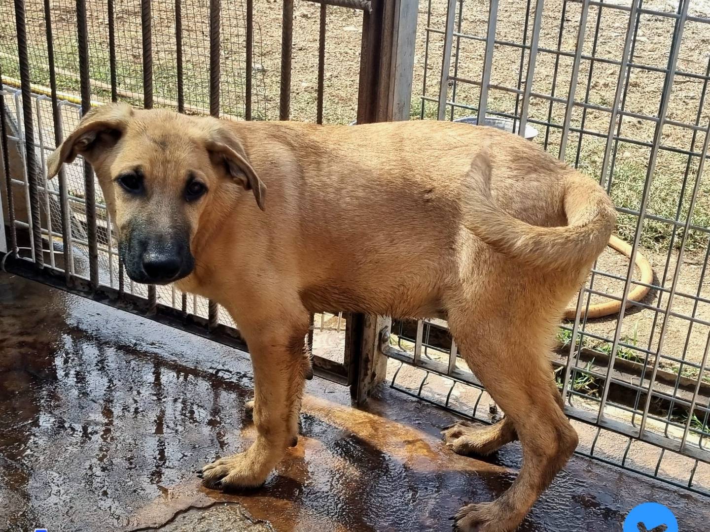 Adotta un cane, maschio, 4 mesi, Taranto