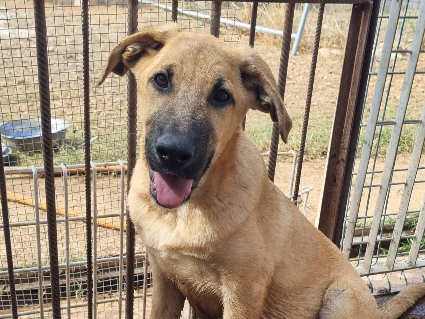 Vuoi adottare un cane a Taranto?