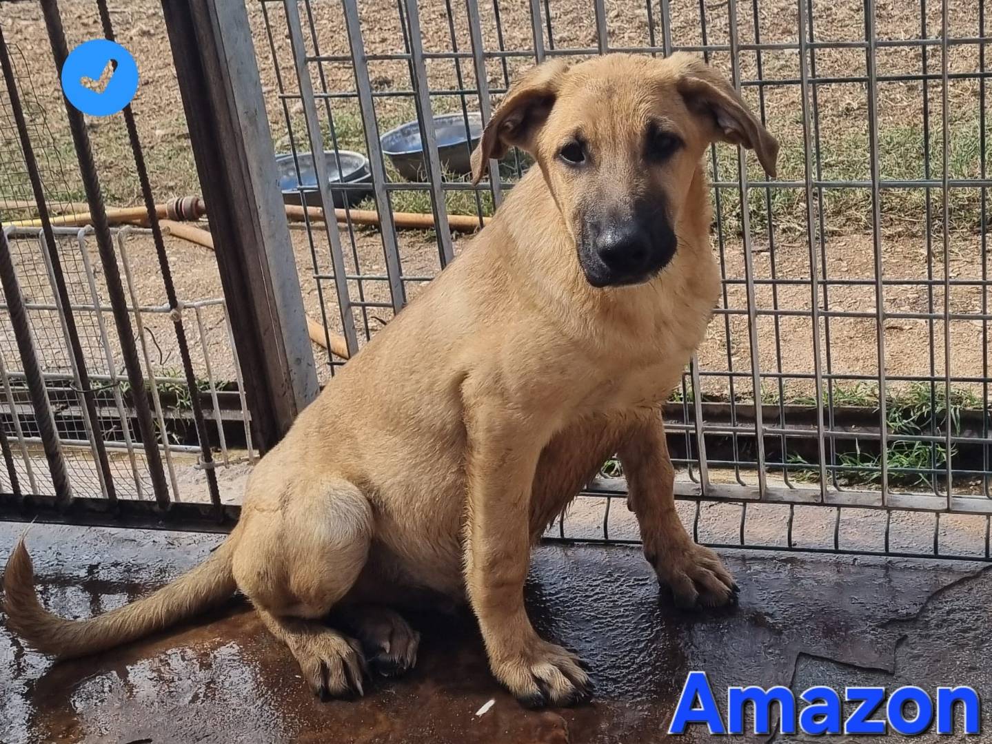 Adotta il cane Amazon a Taranto