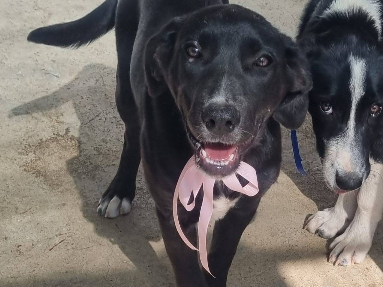 Adozione cane, femmina, Razza sconosciuta Razza sconosciuta, 4 mesi, taglia grande, Taranto