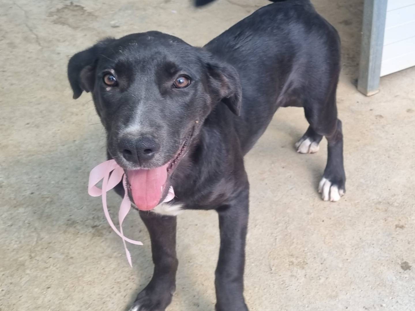 Adotta un cane, femmina, 4 mesi, Taranto