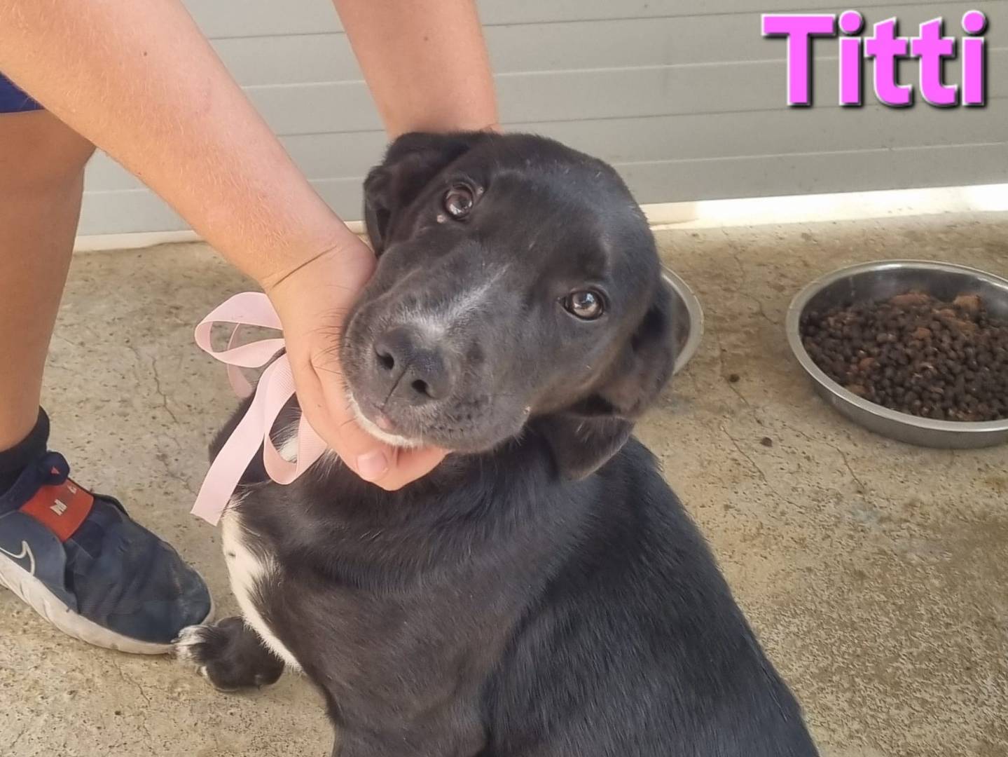 Adotta un cane, taglia grande, femmina, Taranto