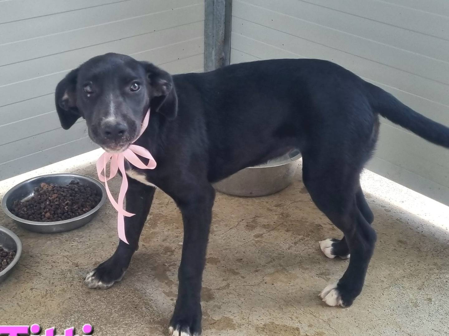 Adotta il cane Titti a Taranto