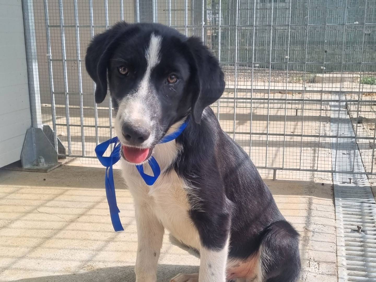 Adozione cane, maschio, Razza sconosciuta Razza sconosciuta, 4 mesi, taglia grande, Taranto