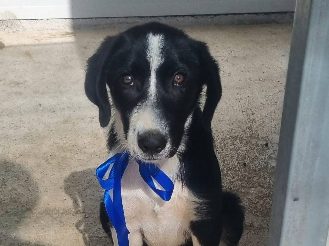 Adotta un cane, maschio, 4 mesi, Taranto