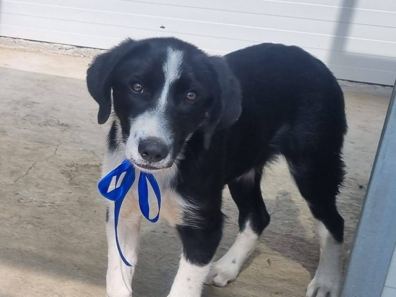 Adotta un cane, taglia grande, maschio, Taranto
