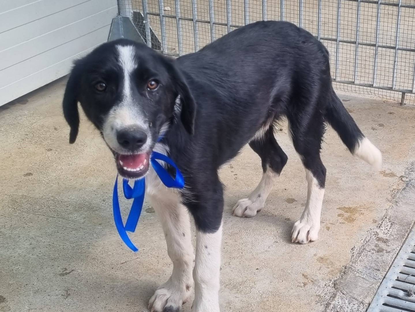 Vuoi adottare un cane a Taranto?