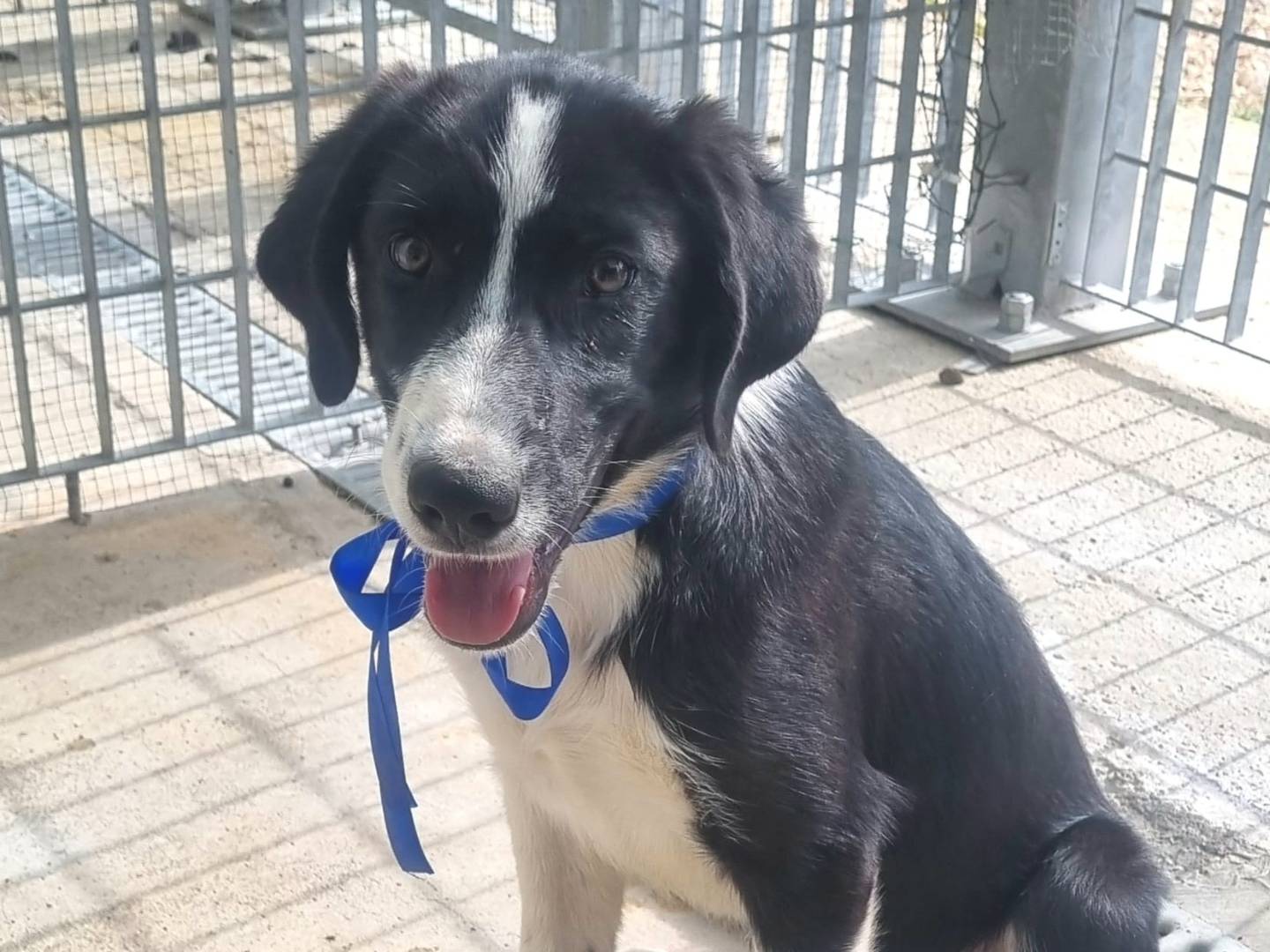Adotta il cane Silvestro a Taranto
