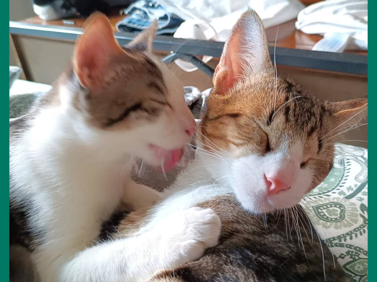 Adozione gatto, maschio, Razza sconosciuta Razza sconosciuta, 6 mesi, taglia non valida, Torino