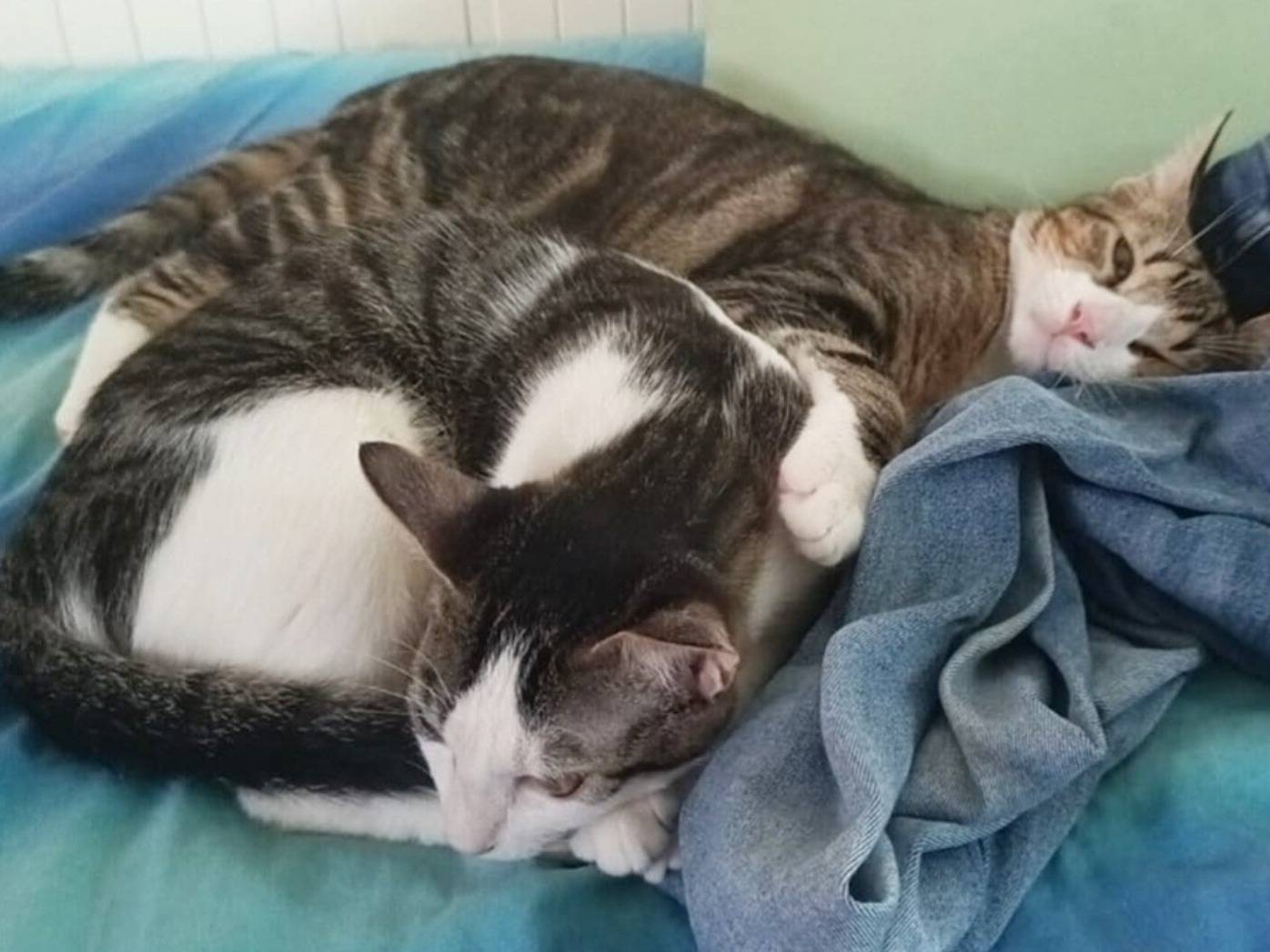 Adotta un gatto, maschio, 6 mesi, Torino