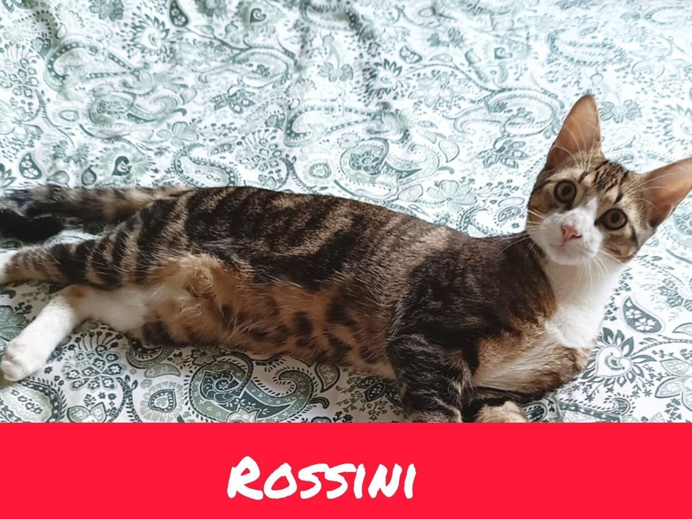 Adotta un gatto, taglia non valida, maschio, Torino