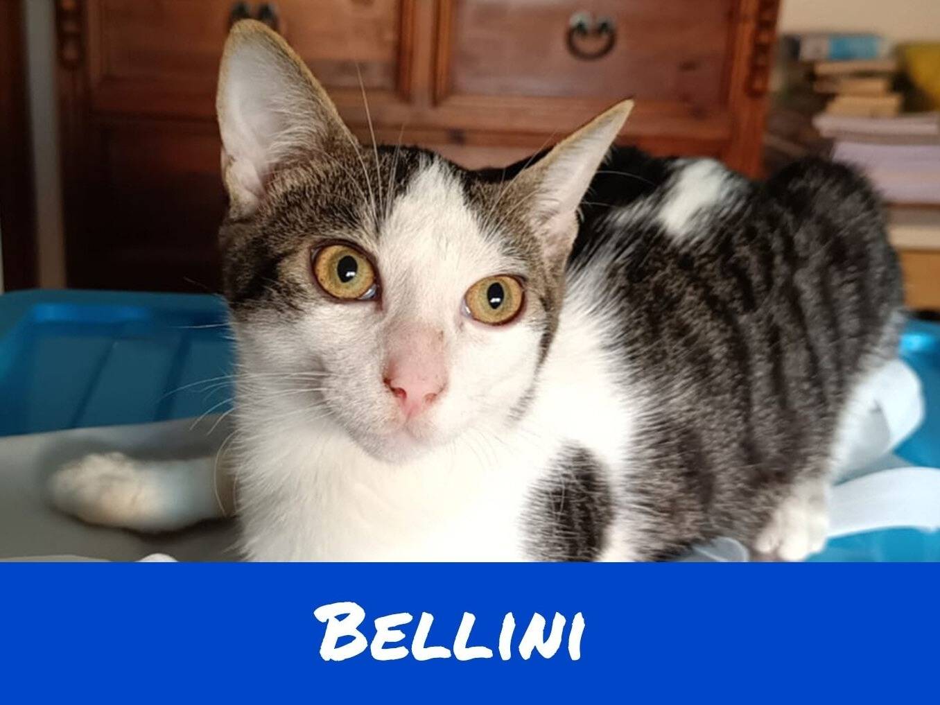 Vuoi adottare un gatto a Torino?