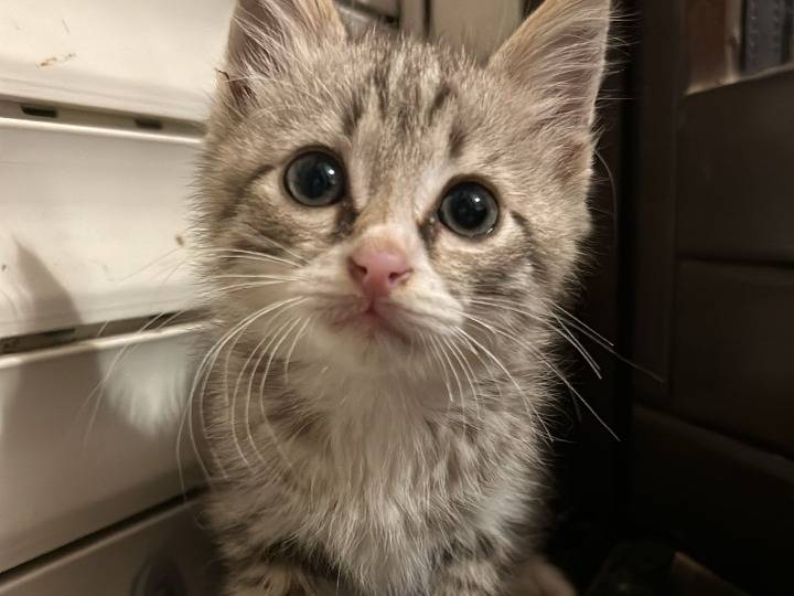 Adozione gatto, maschio, Razza sconosciuta Razza sconosciuta, 2 mesi, taglia non valida, Bari