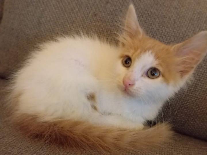 Adozione gatto, femmina, Razza sconosciuta Razza sconosciuta, 2 mesi, taglia non valida, Bari