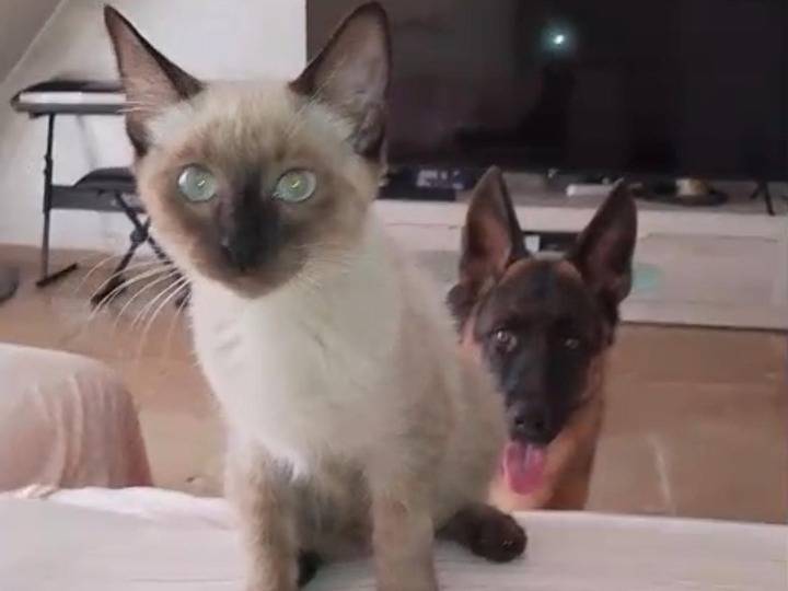 Adozione gatto, femmina, Siamese Razza sconosciuta, 4 mesi, taglia non valida, Bari