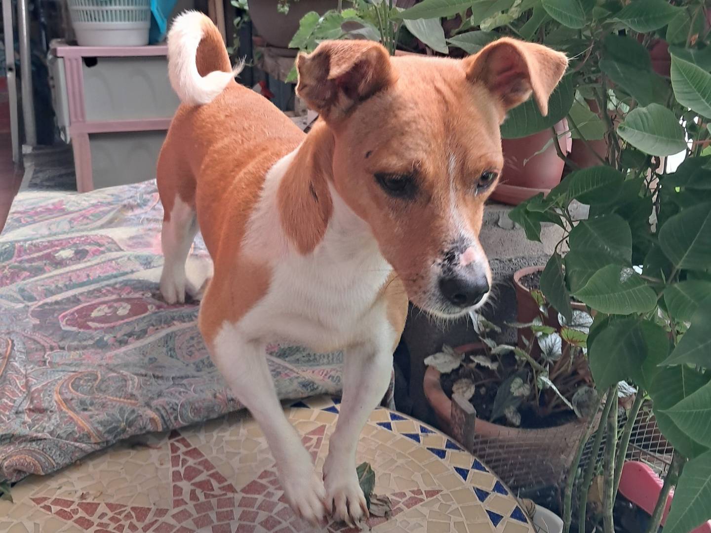 Adozione cane, maschio, Razza sconosciuta Razza sconosciuta, 4 anni e 8 mesi, taglia piccola, Benevento