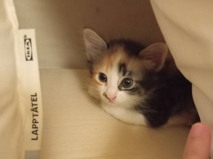 Adozione gatto, femmina, Razza sconosciuta Razza sconosciuta, 2 mesi, taglia non valida, Bari